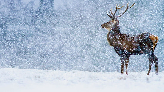 naturaleza, paisaje, ciervos, nieve, animales, mamíferos, Fondo de pantalla HD HD wallpaper