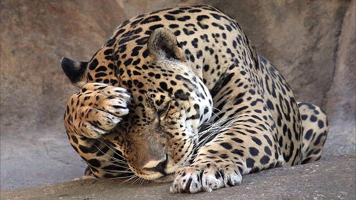 brun och svart leopard, natur, djur, katt, HD tapet