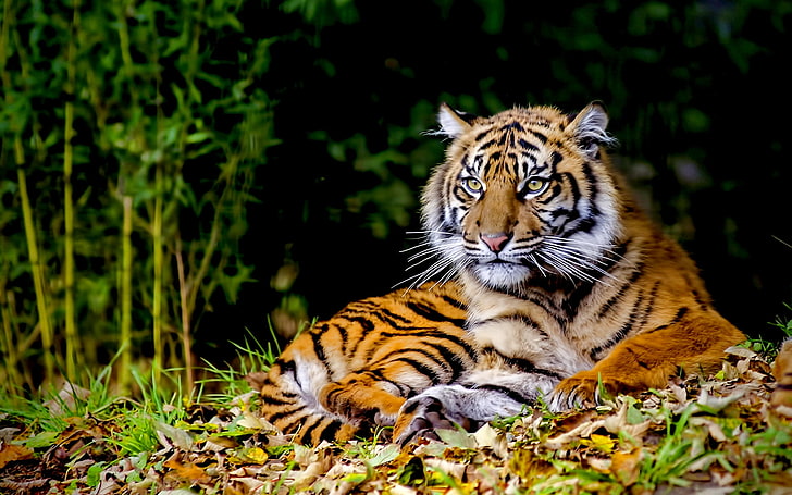 brown and black tiger, tiger, animals, big cats, HD wallpaper