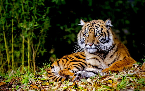 brown and black tiger, tiger, animals, big cats, HD wallpaper HD wallpaper