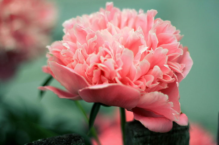 pink carnation flower, flower, flowers, pink, peony, HD wallpaper