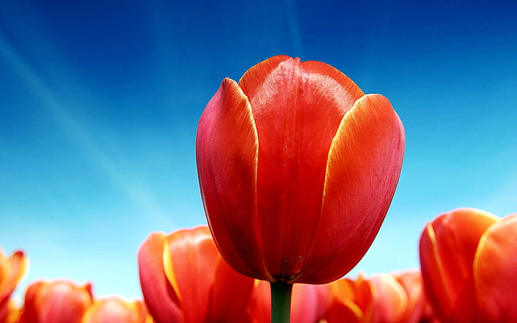 Tulips, tulips, HD wallpaper