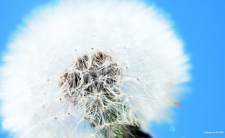 Klarer weißer und blauer, weißer Löwenzahnsamenkopf, Natur, Blumen, Löwenzahn, HD-Hintergrundbild