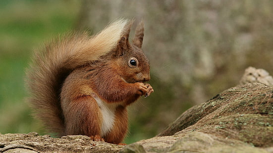 écureuil brun debout sur le tronc brun, écureuil, rongeur, nature, animal, faune, mammifère, à l'extérieur, brun, forêt, manger, mignon, arbre, Fond d'écran HD HD wallpaper