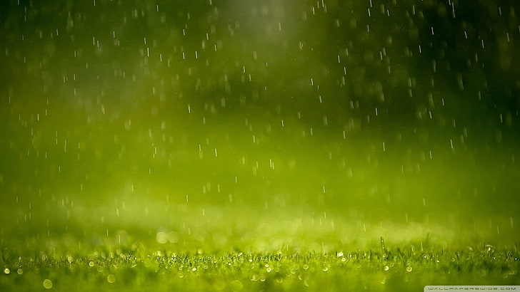 close-up photography of waters dropping on green grass field, nature, macro, grass, water drops, rain, HD wallpaper