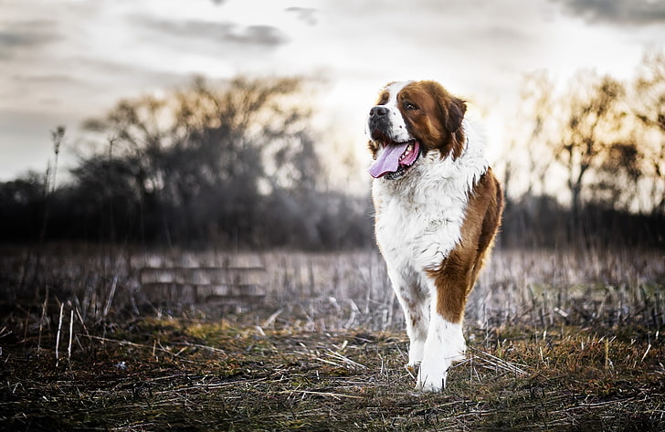 anjing, binatang, Saint Bernard, Wallpaper HD
