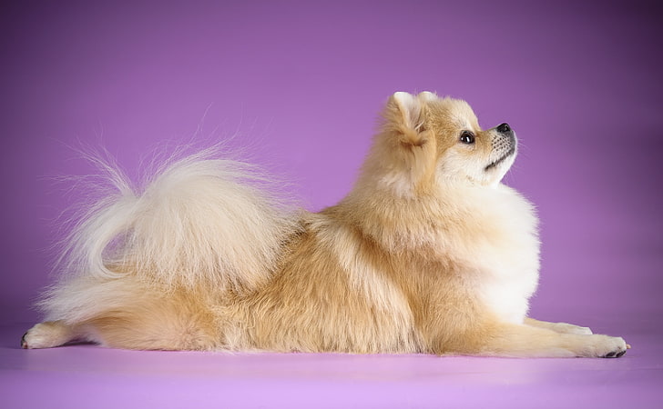 adult orange Pomeranian, tail, profile, dog, Spitz, HD wallpaper