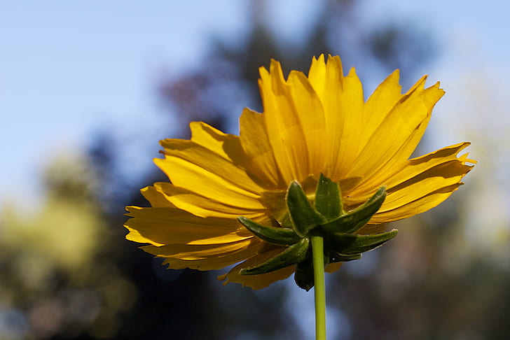 gul solrosblomma i blom under dagtid, baksidan, utsikt, gul, solros, blomma, i blom, dagtid, natur, växt, kronblad, sommar, närbild, blommahuvud, utomhus, enda blomma, HD tapet