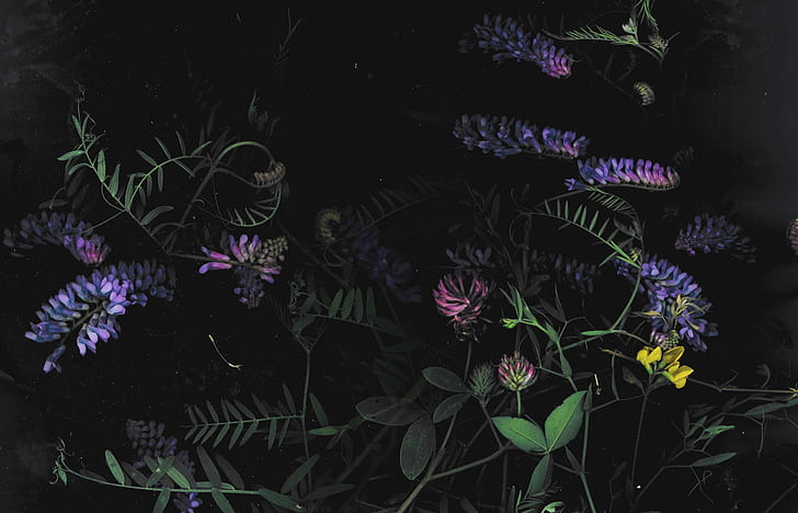 الظلام ، الأزهار ، الزهور ، الماكرو، خلفية HD
