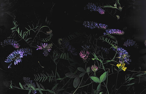 gelap, bunga, bunga, makro, Wallpaper HD HD wallpaper