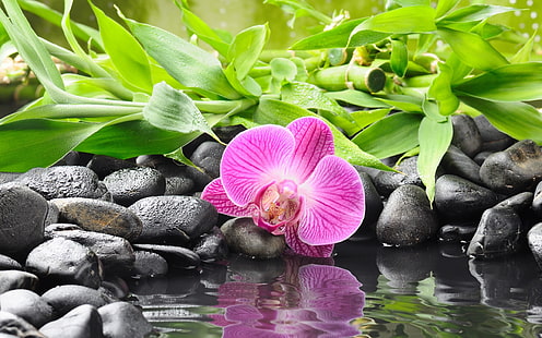 Цветок орхидеи на черной гальке, розовый цветок мотылька, природа, цветы, цветок, розовый, вода, черный, камни, HD обои HD wallpaper