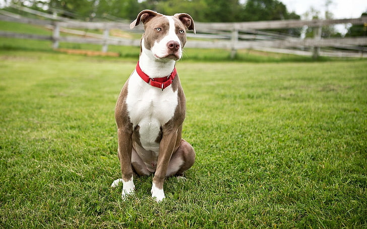 cão bronzeado e branco de pelagem curta, cachorro, grama, sente-se, cor, manchado, HD papel de parede