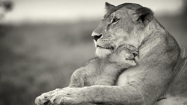 Майчина любов, любов, майка, лъв, животно, животни, HD тапет