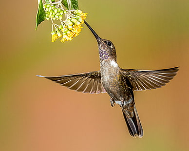 selective focus photography of black humming bird, inca, inca, Brown Inca, selective focus, photography, black, humming bird, hummingbird, in-flight, bif, Lens, bird, flying, hovering, wildlife, animal, spread Wings, feather, nature, beak, animal Wing, songbird, aviary, iridescent, bird Watching, HD wallpaper HD wallpaper