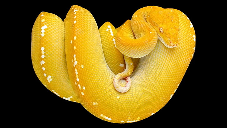 Reptiles, Python, Animal, Reptile, Snake, Tree Snake, Yellow, HD wallpaper
