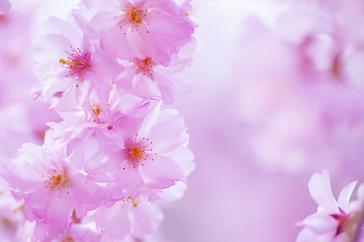 fiore di ciliegio kawaii, Sfondo HD