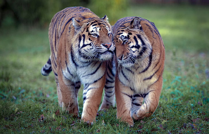 любовь, тигр, дикие кошки, пара, тигры, тигрица, HD обои