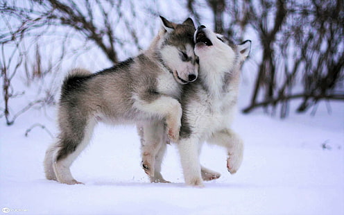 Кучета, хъски, животно, бебе животно, сладко, кученце, сибирско хъски, сняг, зима, HD тапет HD wallpaper