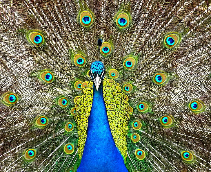4K, Peacock, Blue peafowl, Peafowl, HD wallpaper