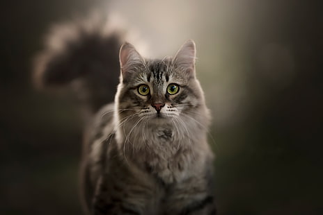 котка, поглед, фон, HD тапет HD wallpaper