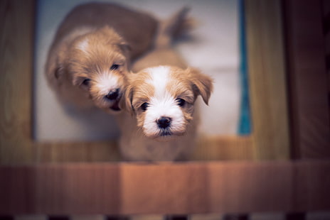 beyaz ve siyah Shih Tzu köpek yavrusu, köpek, yavru, HD masaüstü duvar kağıdı HD wallpaper