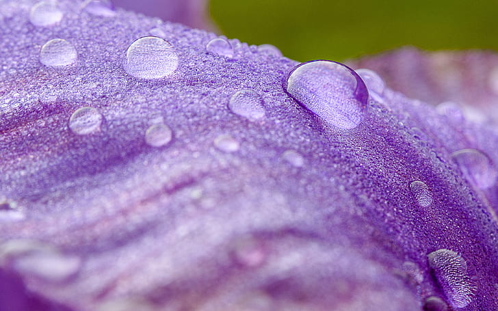 photography of raindrops on purple flower, Douce, rosée, photography, raindrops, purple flower, droplets, Sandrine, nature, drop, macro, close-up, dew, plant, water, wet, backgrounds, flower, HD wallpaper