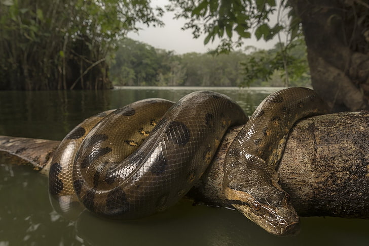 Animal, Anaconda, Reptile, Snake, Wildlife, HD wallpaper
