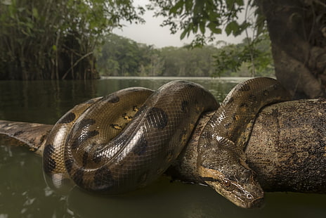 Животное, Анаконда, Рептилия, Змея, Дикая природа, HD обои HD wallpaper