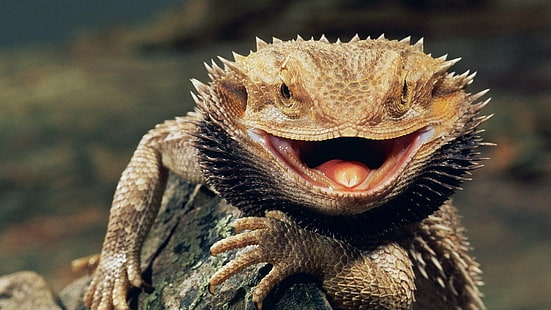 животные, рептилии, бородатый дракон, HD обои HD wallpaper