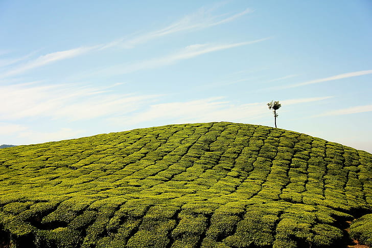 farm, plantation, hill, grass, field, tea, HD wallpaper