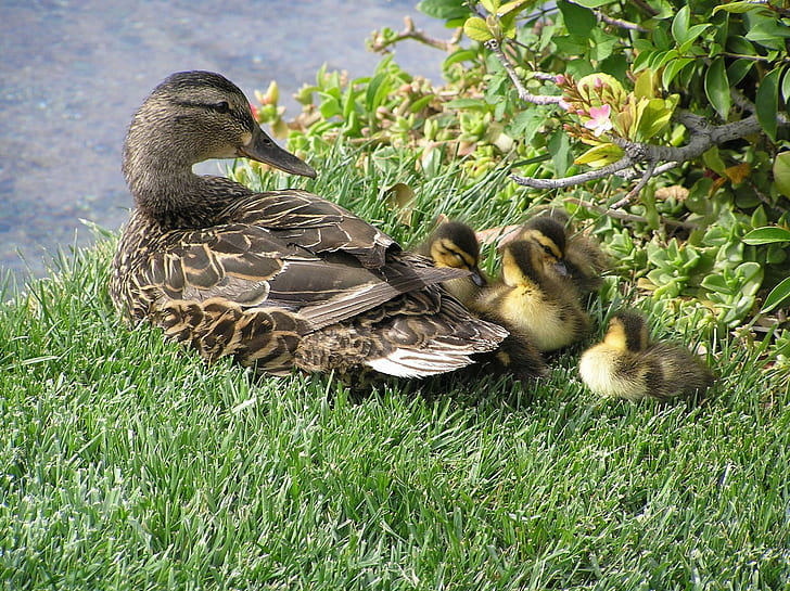 Ducks On The Vegas Strip, ducklings, cute, family, ducks, animals, HD wallpaper
