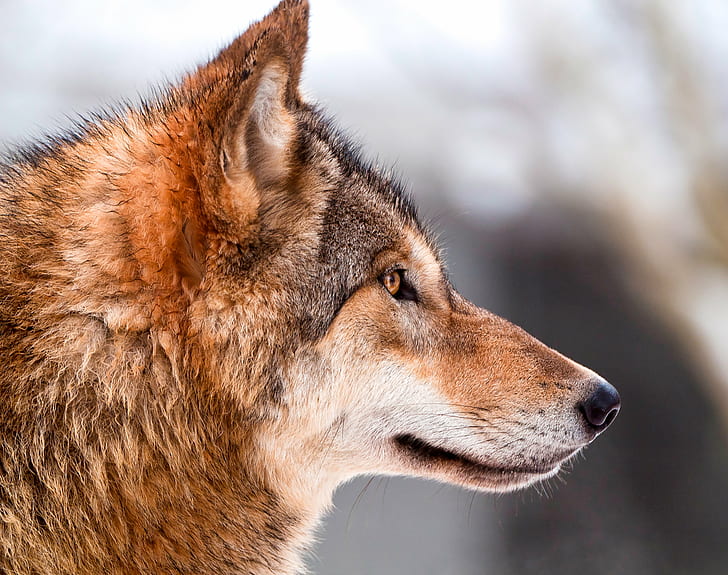 shallow focus on a brown and black wolf, Wolf, profile, shallow focus, brown, canine, canid, dog, mongolian, portrait, face, zoo  zürich, switzerland, nikon  d300, carnivore, animal, wildlife, gray Wolf, mammal, nature, animals In The Wild, fur, HD wallpaper