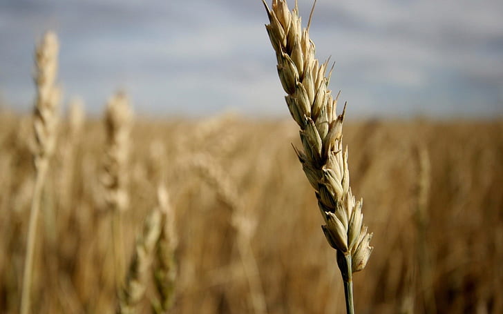 Колос пшеницы, HD обои