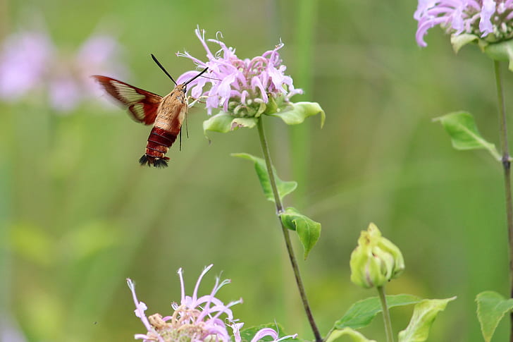 red and brown winged insect on pink petaled flower, hummingbird, moth, hummingbird, moth, Hummingbird Moth, red, brown, winged insect, pink, flower, bug, local, Nature, summer, insect, butterfly - Insect, animal, HD wallpaper