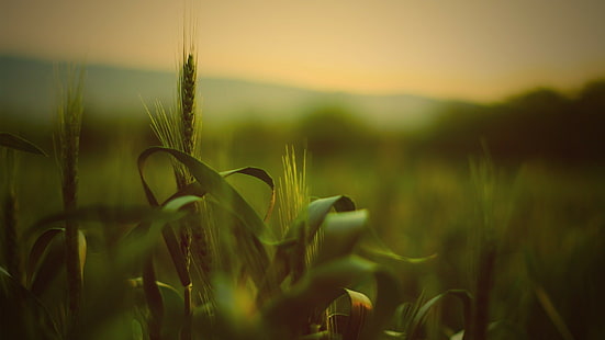عمق الحقل ، العشب ، القمح ، السنيبلات، خلفية HD HD wallpaper