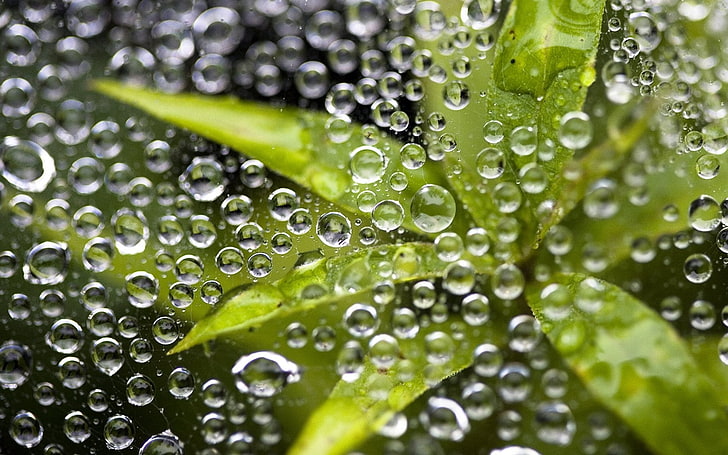 نبات الأوراق الخضراء وندى الماء في التصوير الفوتوغرافي بفاصل زمني ، العشب ، القطرات ، الندى ، الضوء ، السطح، خلفية HD