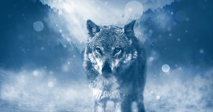волк цифровое wallpape, волк, зима, голубые глаза, 4K, HD обои