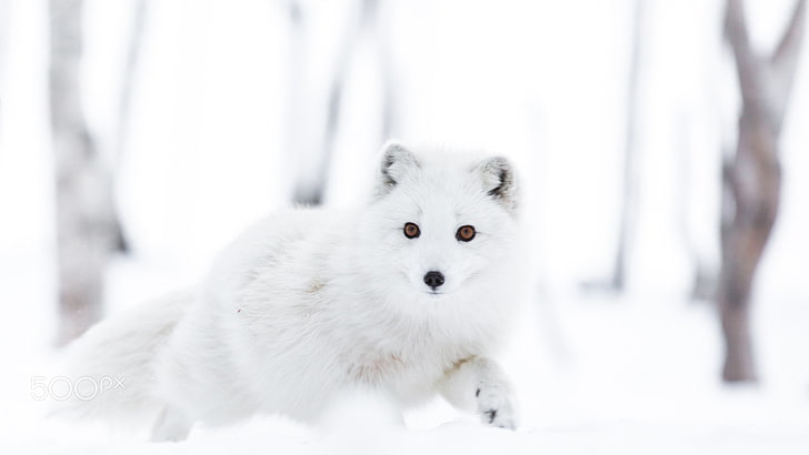 животни, арктическа лисица, сняг, Сесили Сонстеби, HD тапет