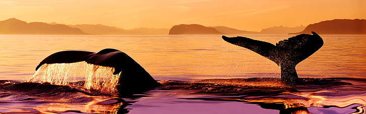Baleine à bosse au coucher du soleil, Stephens Passage, Alaska, USA, Baleine à bosse, coucher de soleil, Stephens, Passage, Alaska, USA, Fond d'écran HD