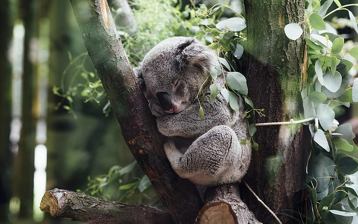 animaux, koalas, Fond d'écran HD