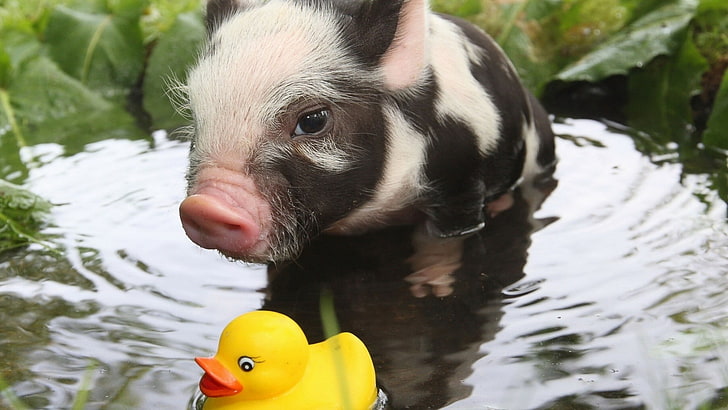 black and white piglet, rubber ducks, pigs, baby animals, animals, water, HD wallpaper
