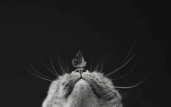 фотография в сива скала на пеперуда на носа на котка, котка, макро, пеперуда, муцуна, черно и бяло, монохромен, черен фон, HD тапет
