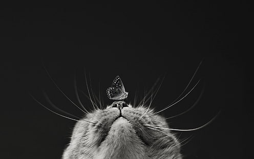 grayscale photography of butterfly on cat's nose, cat, macro, butterfly, muzzle, black and white, monochrome, black background, HD wallpaper HD wallpaper
