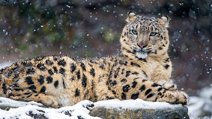 животни, снежни леопарди, леопард, HD тапет