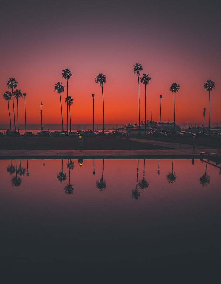 coconut trees, palms, sunset, san diego, usa, reflection, HD wallpaper