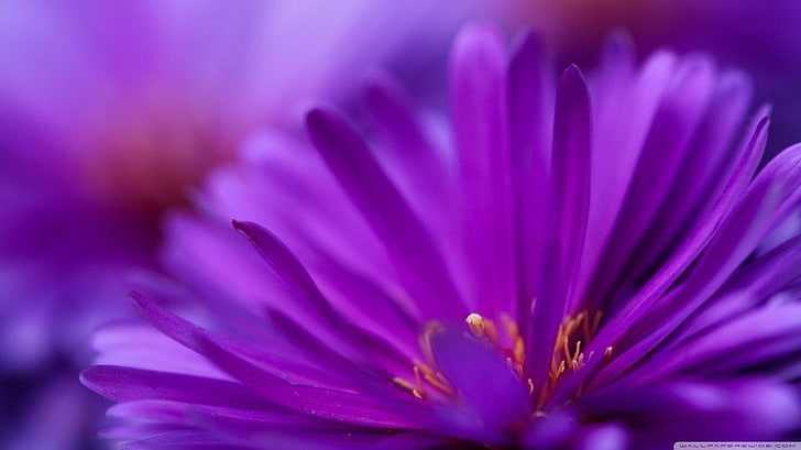 fotografia z bliska purpurowy kwiat aster, kwiaty, fioletowe kwiaty, makro, rośliny, Tapety HD
