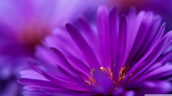 fotografia z bliska purpurowy kwiat aster, kwiaty, fioletowe kwiaty, makro, rośliny, Tapety HD HD wallpaper