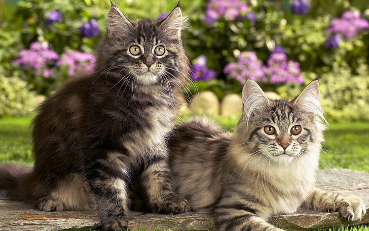 Красивые кошки, 2 серебряных полосатых кота, коричневый тигр, длинношерстный, 2 кошки, красивые, задний двор, сидят, цветы, животные, HD обои