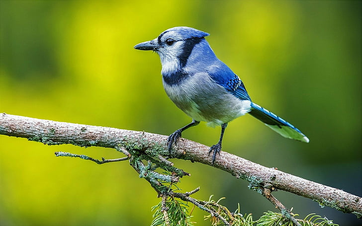 นก, Blue Jay, สัตว์, นก, สาขา, Passerine, สัตว์ป่า, วอลล์เปเปอร์ HD