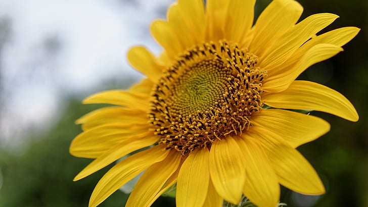 bunga matahari, alam, tanaman, bunga, serbuk sari, makro, Wallpaper HD